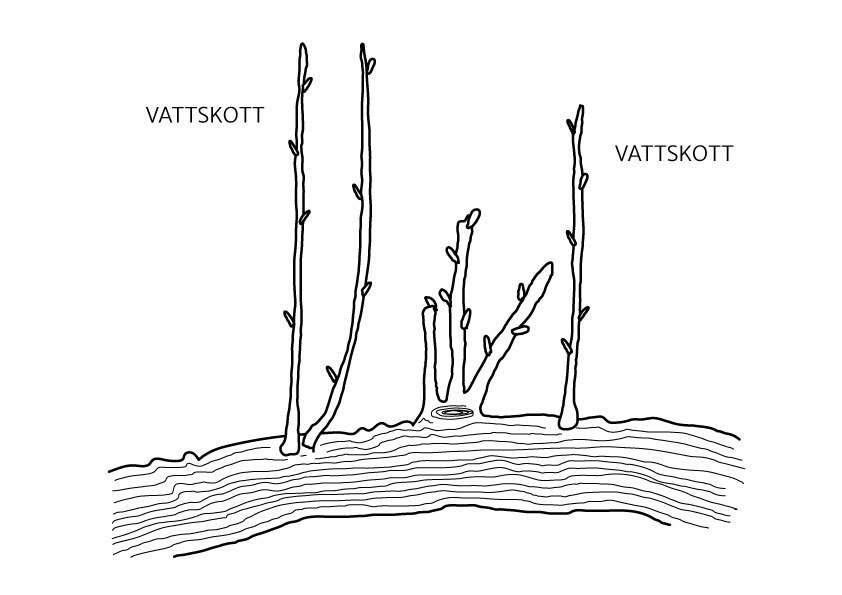 Vattskott skapas i barken och sitter inte stabilt infästa inne i veden på grenen de växer på.