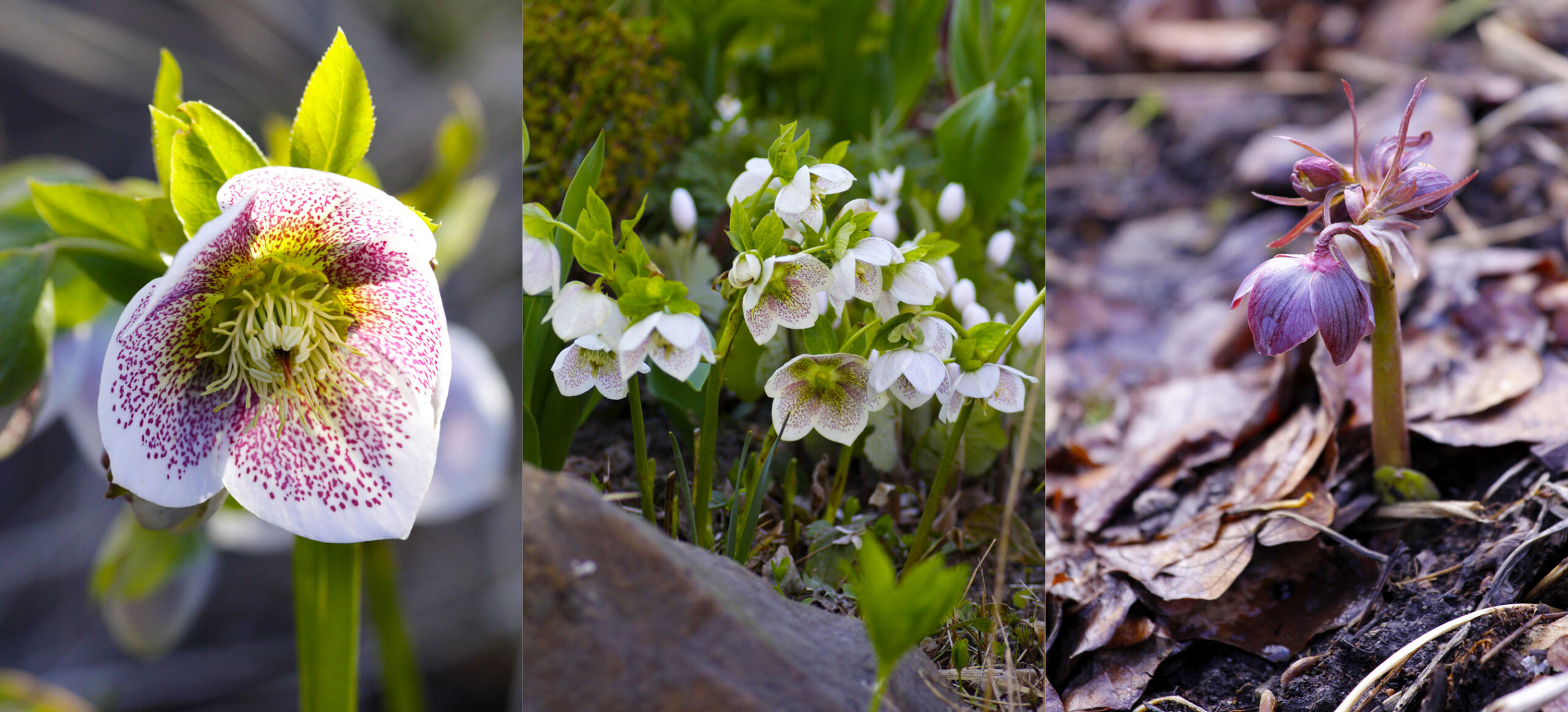 Amaryllis trivs lika bra i vas som i kruka.