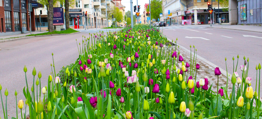 Kaplansgatan. Sprudlande refugplantering mitt i stan. 